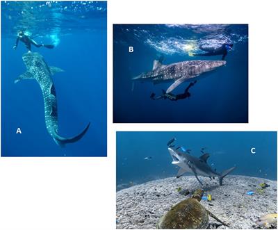 Internal organs and body tissues of free-swimming whale sharks (Rhincodon typus) imaged using underwater ultrasound